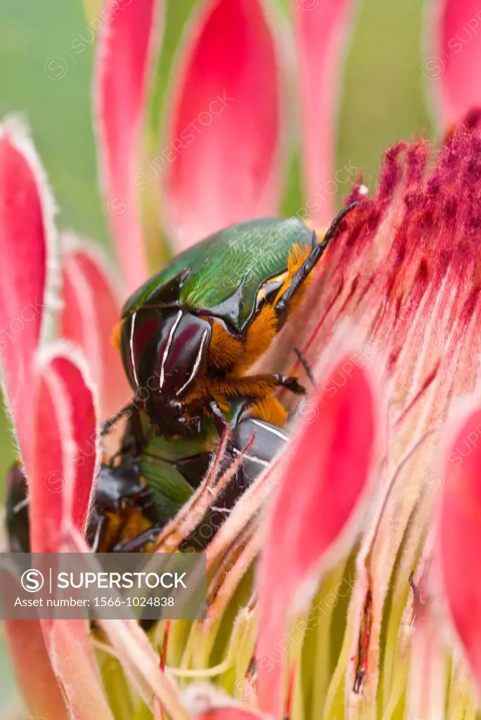 King Protea Protea cynaroides with green beetles at Kistenbosch National Botanical Gardens in Cape Town, South Africa