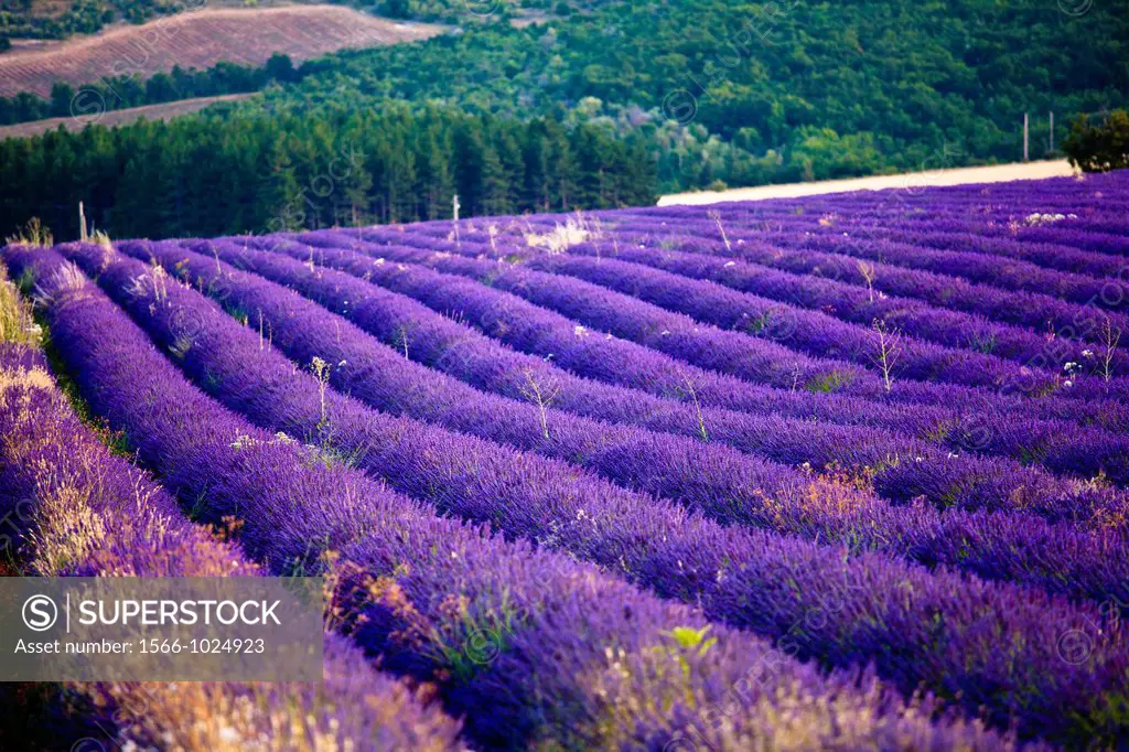 Blooming field of Lavender Lavandula angustifolia near of St-Christol, Vaucluse, Provence-Alpes-Cote d´Azur, Southern France, France, Europe, PublicGr...