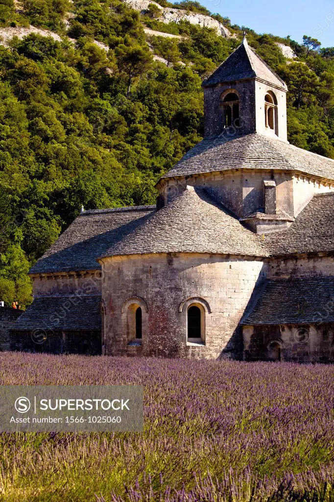 Blooming field of Lavender Lavandula angustifolia in front of Senanque Abbey, Gordes, Vaucluse, Provence-Alpes-Cote d´Azur, Southern France, France, E...