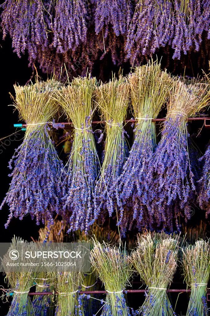 Blooming field of Lavender Lavandula angustifolia, Vaucluse, Provence-Alpes-Cote d´Azur, Southern France, France, Europe, PublicGround