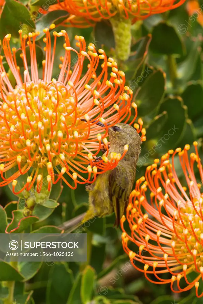 Pincushion protea Leucospermum cordifolium with Cape Sugarbird at Kistenbosch National Botanical Gardens in Cape Town, South Africa