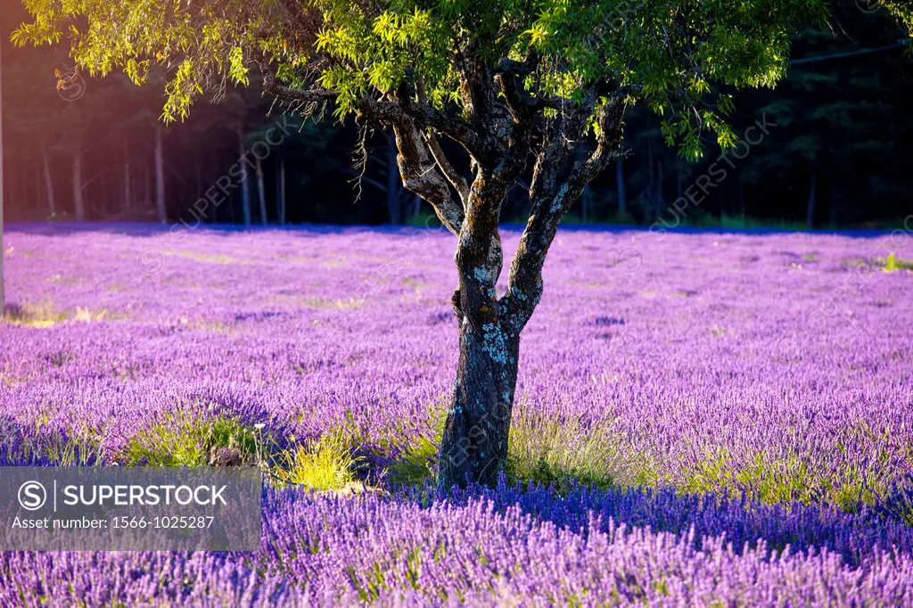 Blooming field of Lavender Lavandula angustifolia around Sault and Aurel, in the Chemin des Lavandes, Provence-Alpes-Cote d´Azur, Southern France, Fra...