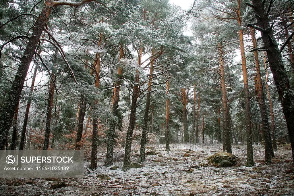 Snowy wooded landscape in the Sierra de Albarracin near of Bronchales  Teruel