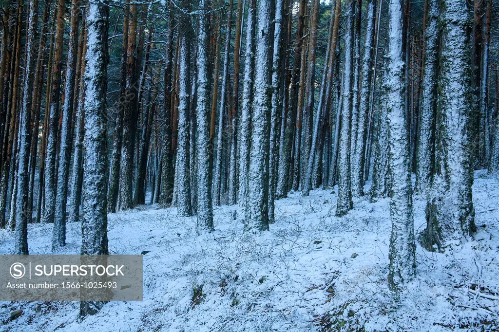 Snowy wooded landscape in the Sierra de Albarracin near of Bronchales  Teruel