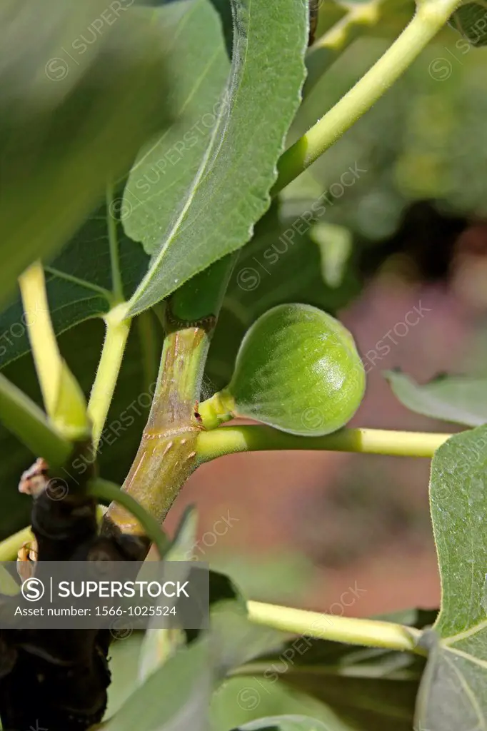 Fig Fruit, Ficus carica on tree, India