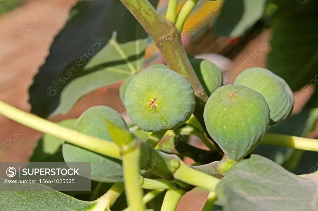 Fig Fruit, Ficus carica on tree, India