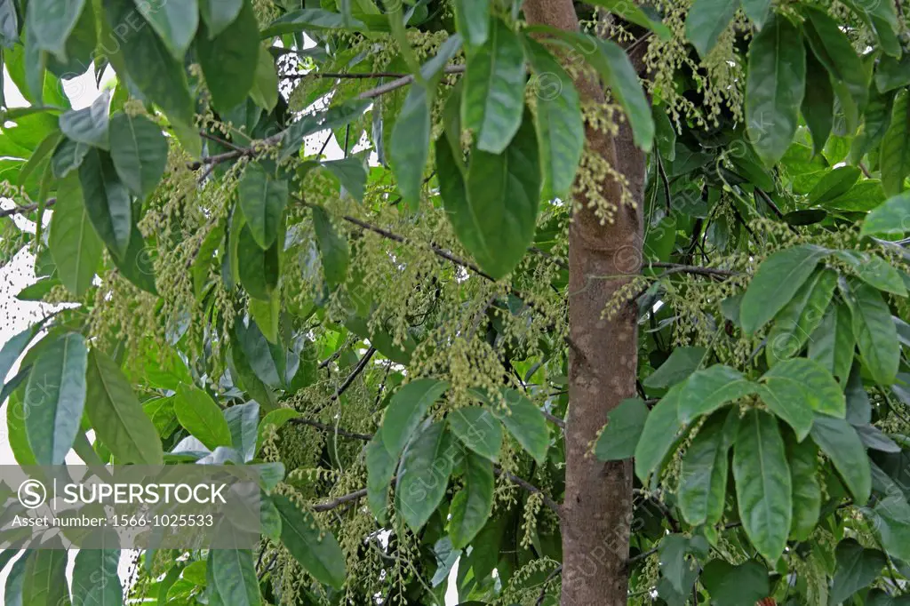 Flowers of Elaeocarpus ganitrus, Elaeocarpus sphaericus, Rudraksh, Rudraksa, Rudraksha, Blue Olive Berry, India