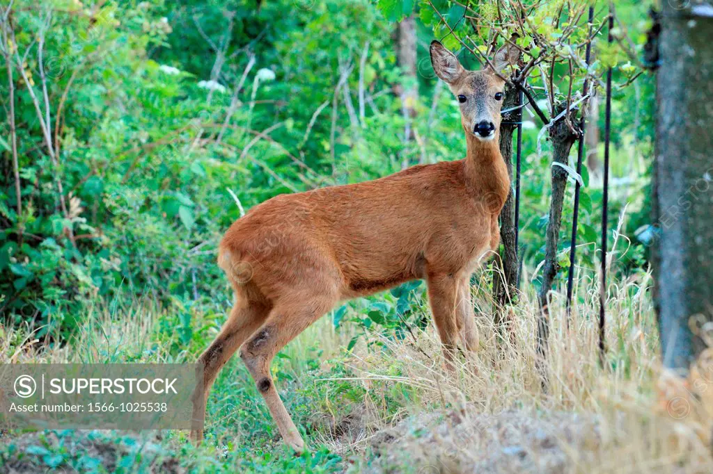 European Roe Deer Capreolus capreolus doe standing in the vineyards  Location: Male Karpaty, Slovakia
