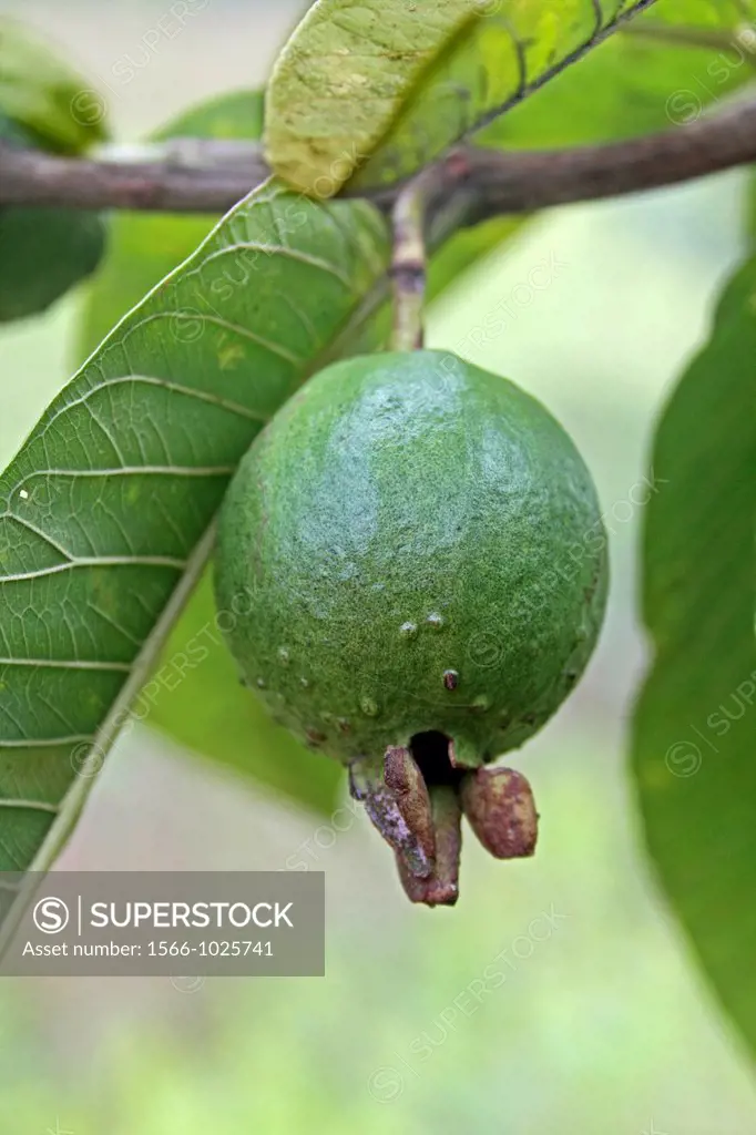 Psidium guajava, Guava on tree, India