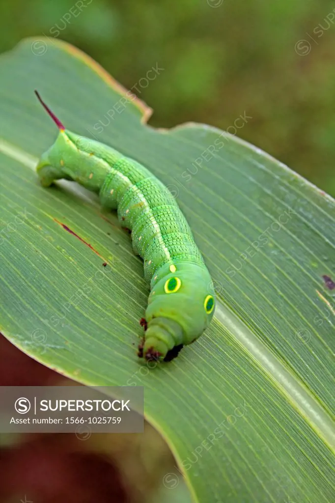 Close-up of a Tiger Swallowtail, Papilio glaucus Caterpillar on a leaf, India