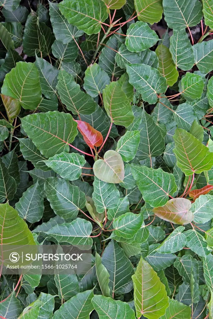 young leaves, Ficus Religiosa plant