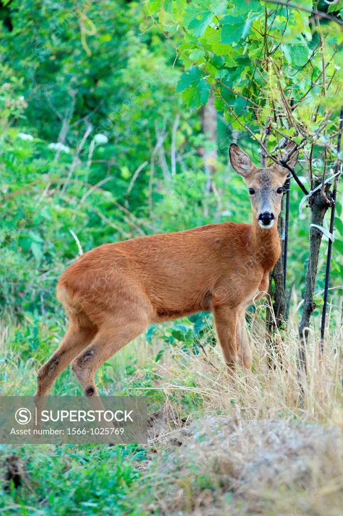 European Roe Deer Capreolus capreolus doe standing in the vineyards  Location: Male Karpaty, Slovakia