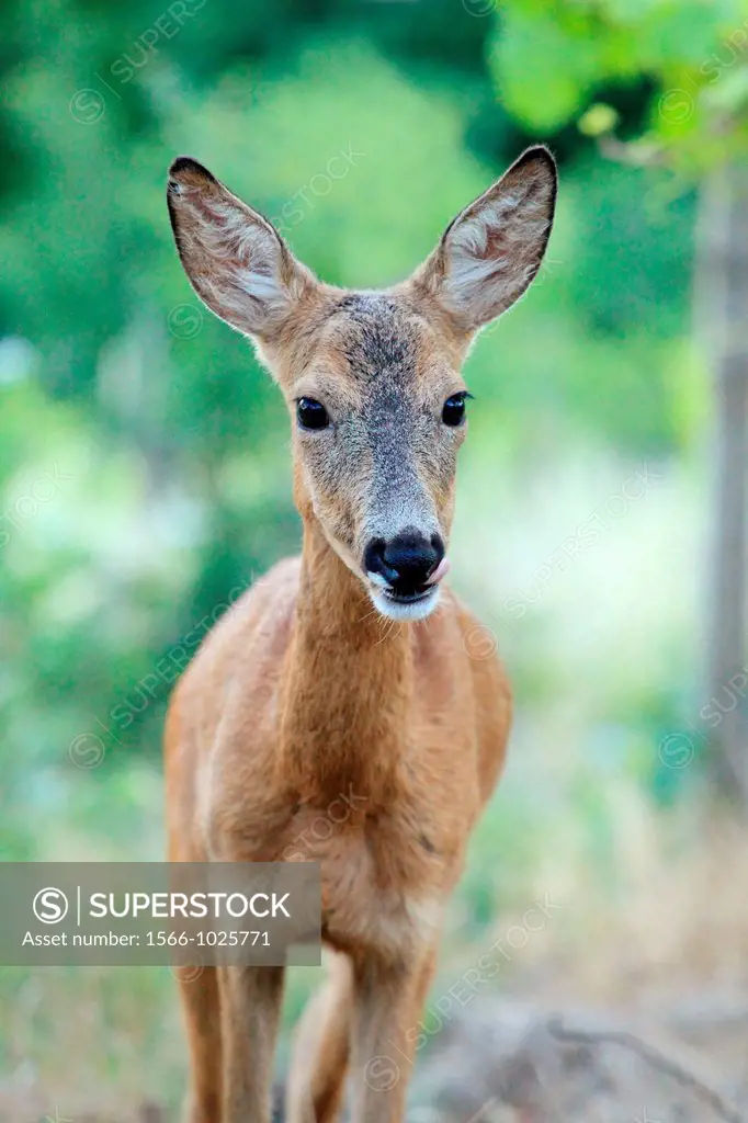 European Roe Deer Capreolus capreolus doe  Location: Male Karpaty, Slovakia