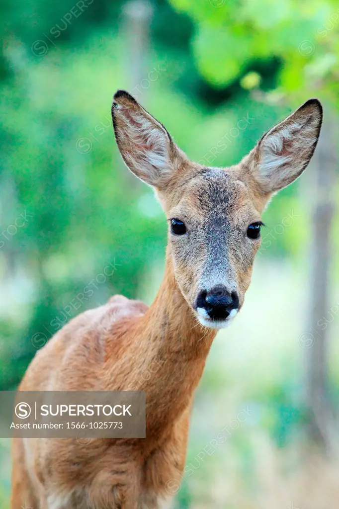 European Roe Deer Capreolus capreolus doe  Location: Male Karpaty, Slovakia