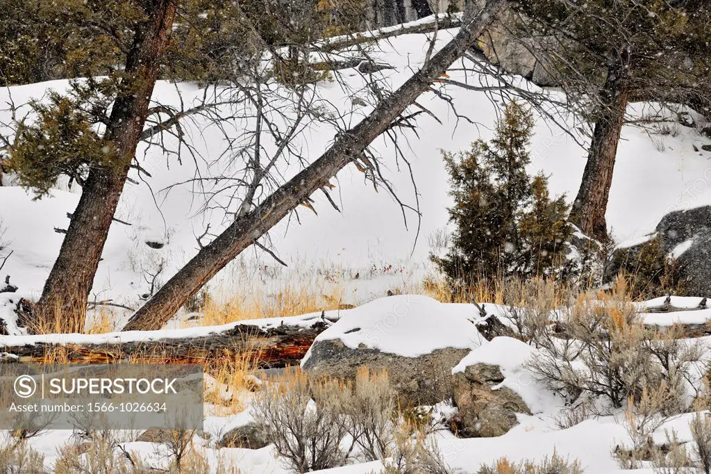 Fresh snow, pine trees and rock outcrops in the Lamar Valley, Yellowstone NP, Wyoming, USA