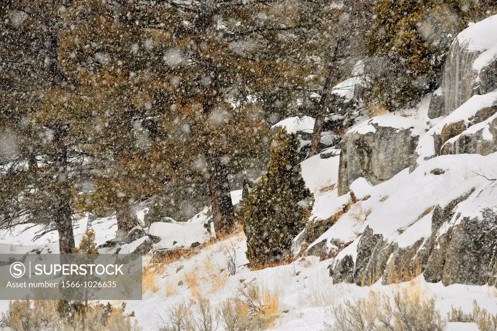 Falling snow, pine trees and rock outcrops in the Lamar Valley, Yellowstone NP, Wyoming, USA