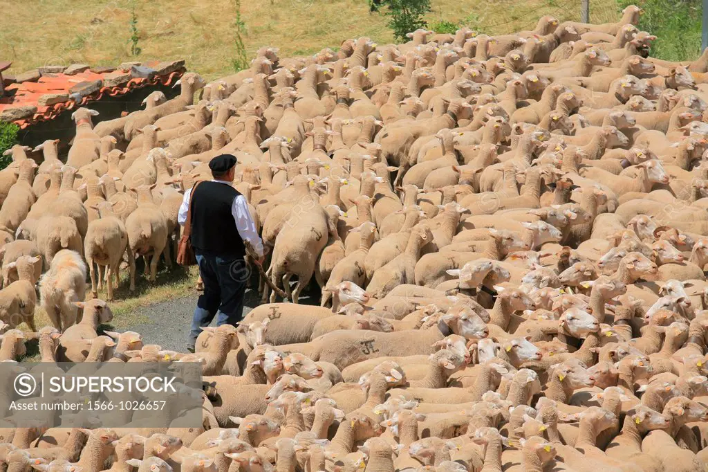 Tradicional sheep saving in Brieva transhumancia festival during spring time. Demanda range mountain range, Demanda mountains, Brieva village, La Rioj...