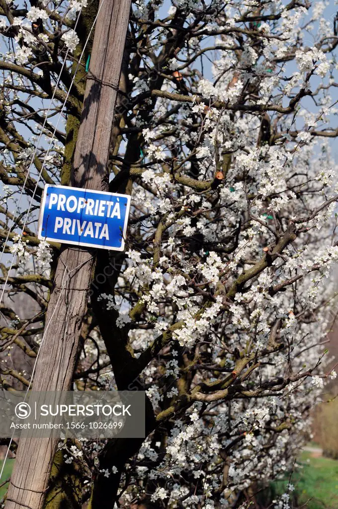 Between Bazzano and Crespellano, Emilia-Romagna, Italy: plums trees blossoming in Springtime  