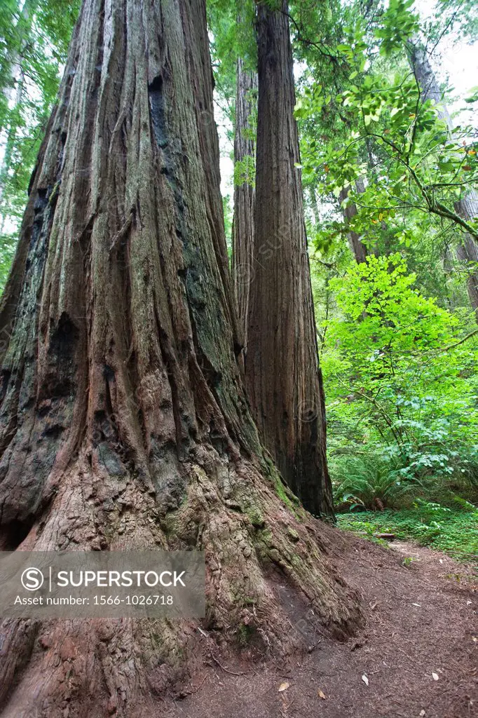 Large Redwood tree dominates with detail in ancient bark