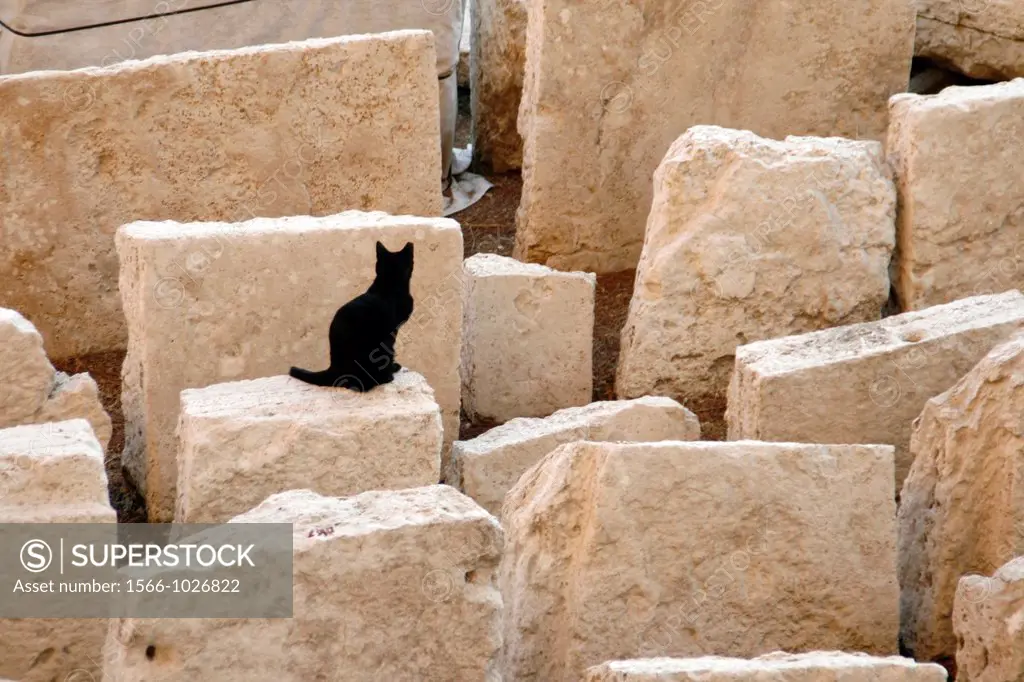 cat in ruins at largo argentina cat sanctuary in rome