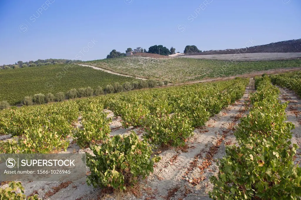 Vineyards Deir Rafat Monastery Soraq Valley Israel
