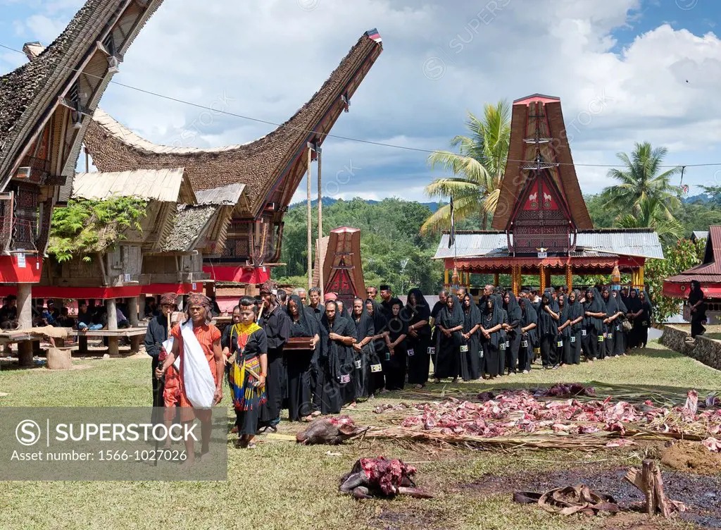 traditional funeral ceremony in Tana toraja, sulawesi,indonesia