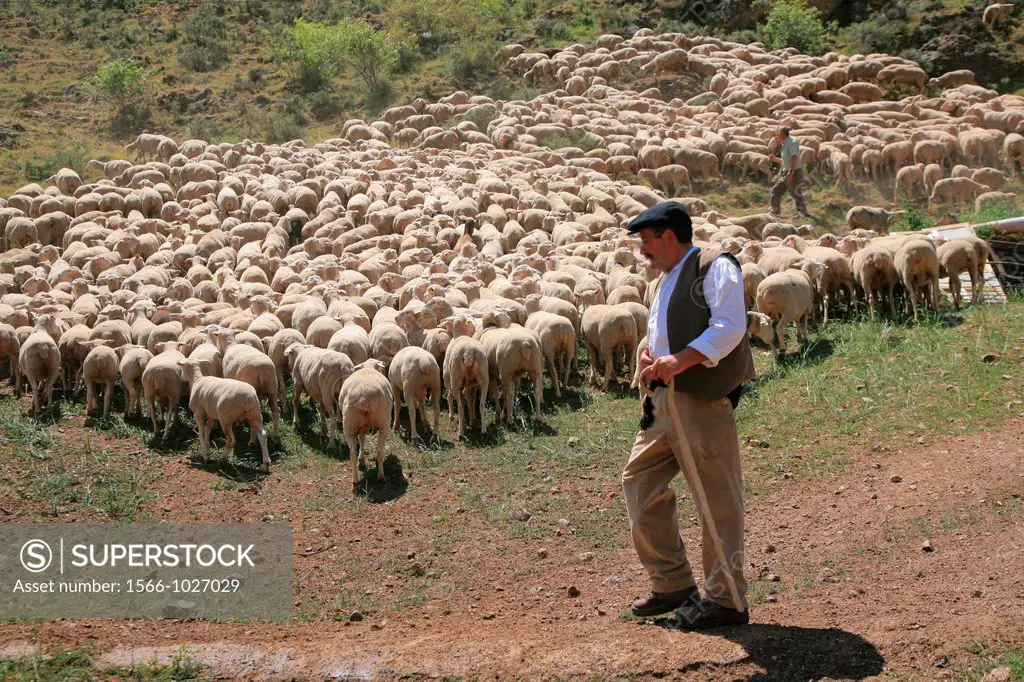 Tradicional sheep saving in Brieva transhumancia festival during spring time. Demanda range mountain range, Demanda mountains, Brieva village, La Rioj...