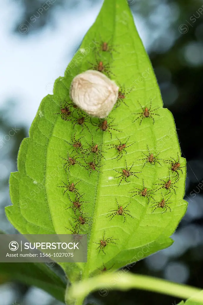 New born spiders. Image taken at Kampung Satau, Singai, Sarawak, Malaysia.