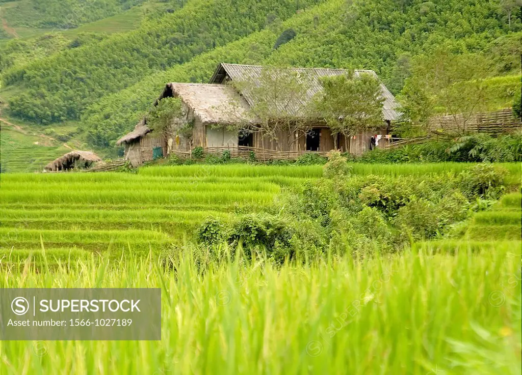House near rice field at Northern Vietnam