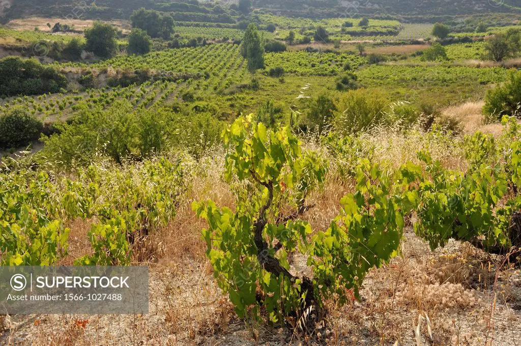 vineyards around Omodos, Troodos Mountains, Cyprus, Eastern Mediterranean Sea