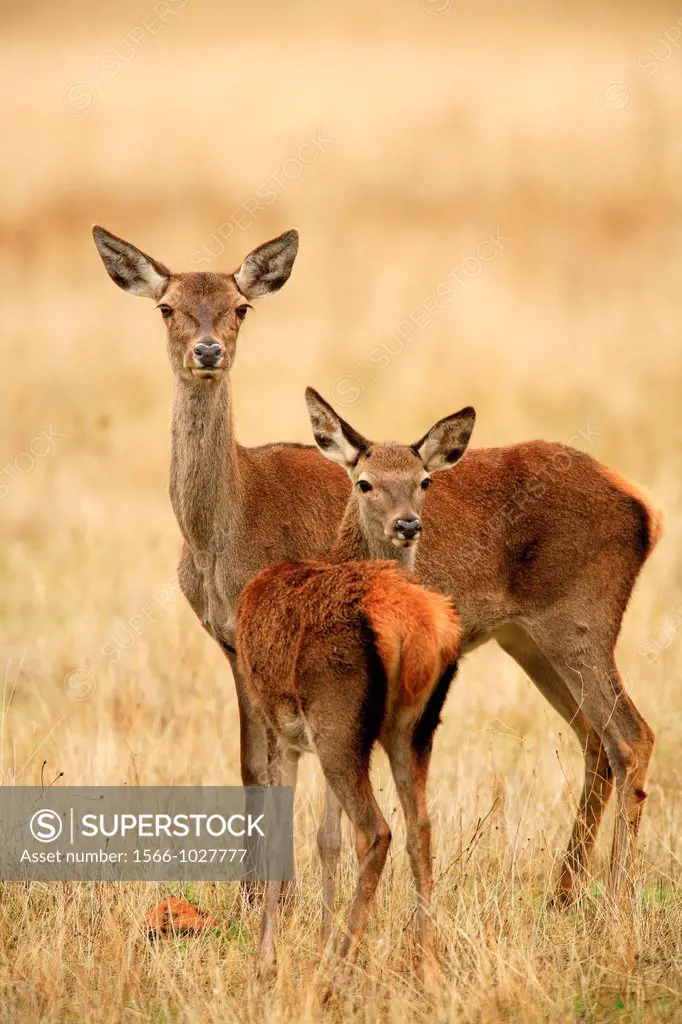 Female deer and young deer Cervus elaphus in the National Park Cabañeros