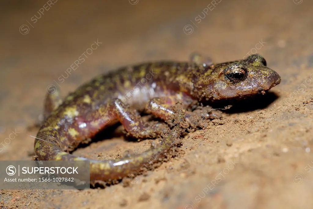 Cave salamander of Monte Albo Speleomantes flavus near Siniscola, Nuoro province, Sardinia, Italy