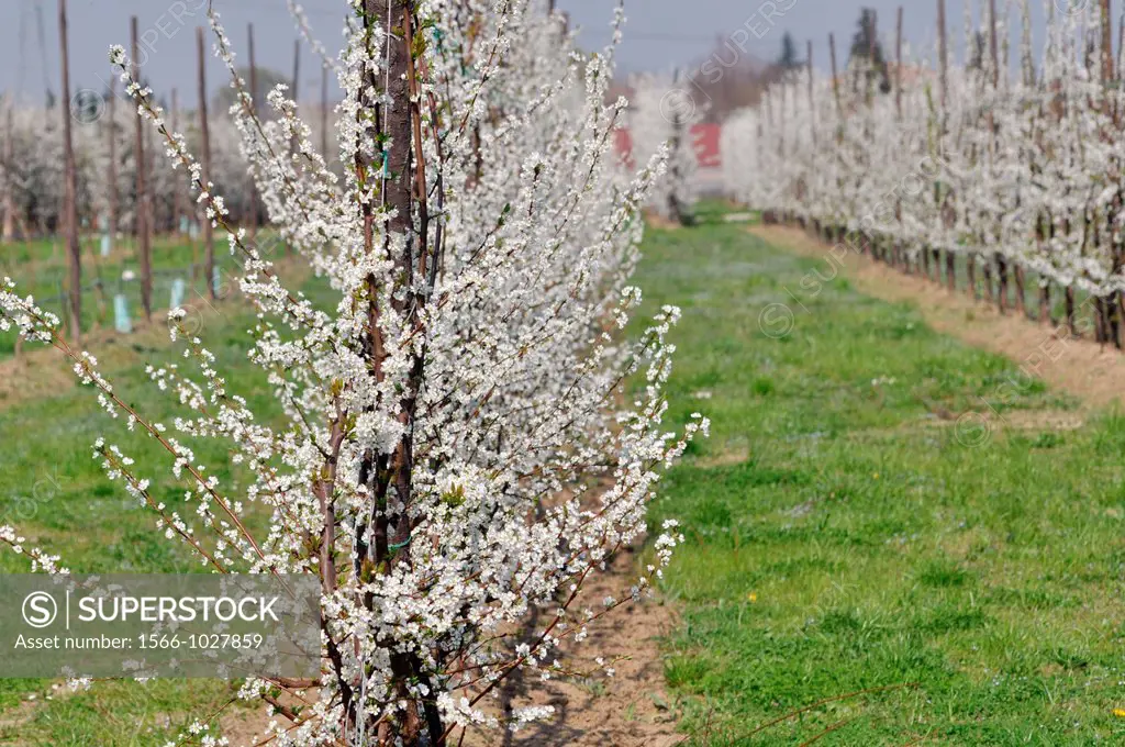 Between Bazzano and Crespellano, Emilia-Romagna, Italy: plums trees blossoming in Springtime