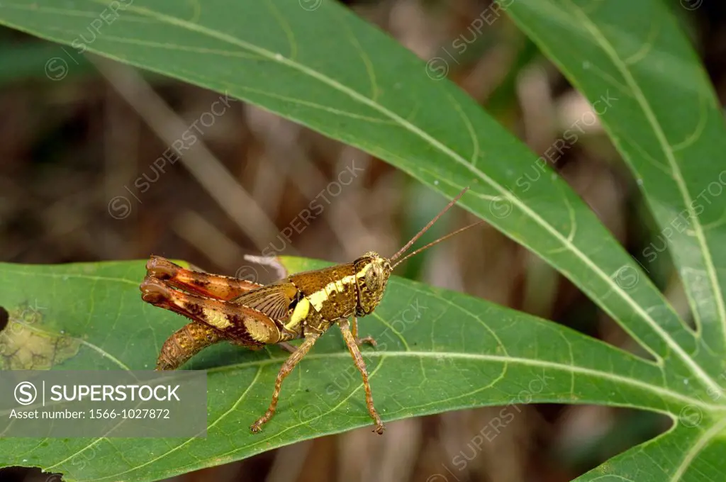 Grasshopper. Image taken at Kampung Satau, Singai, Sarawak, Malaysia.