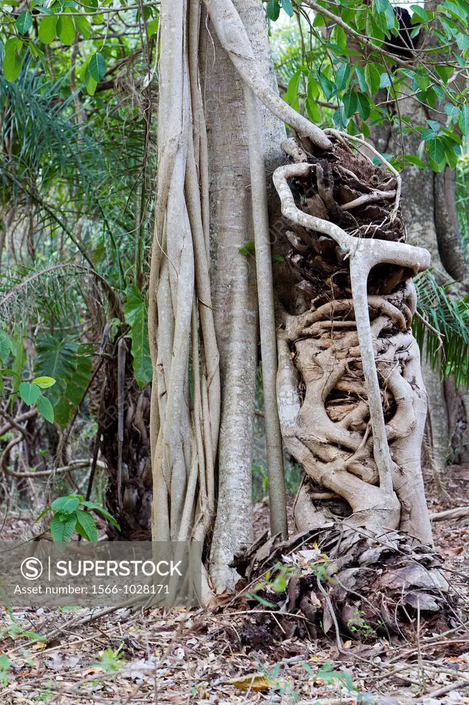 Brazil, Mato Grosso, Pantanal area, Pantanal Strangler fig strangling a palm tree.