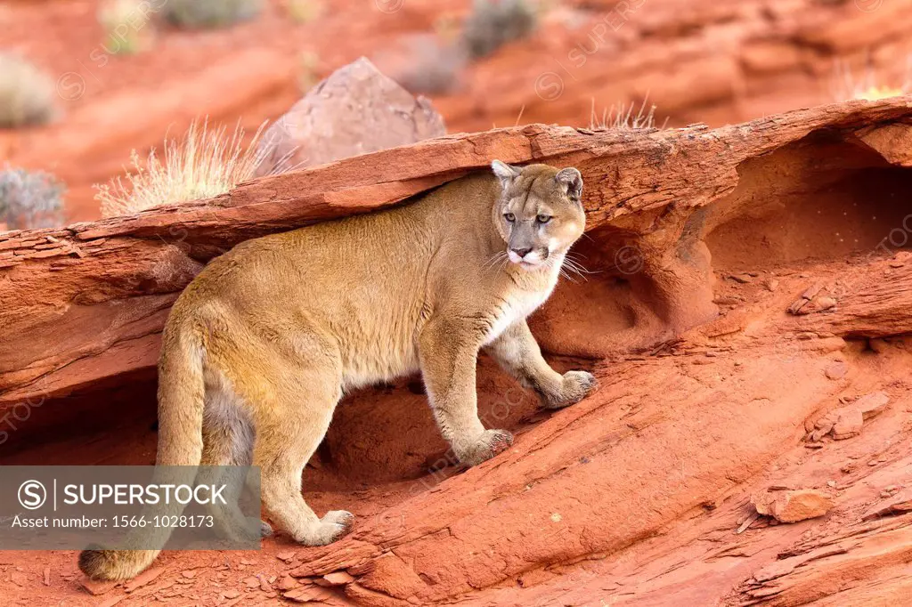 United States, Utah, near Moab, Cougar or Mountain Lion  Puma concolor.