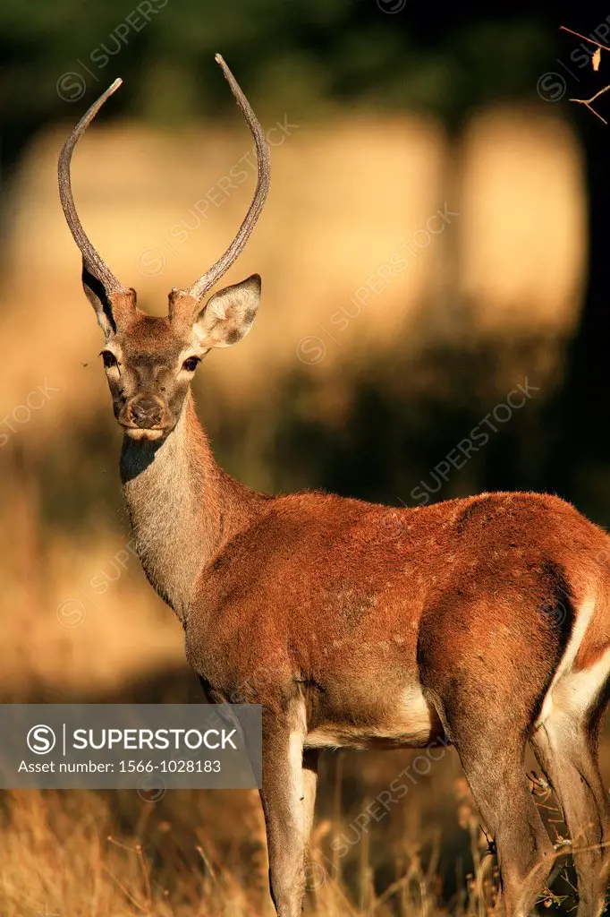 Young male deer Cervus elaphus in the National Park Cabañeros