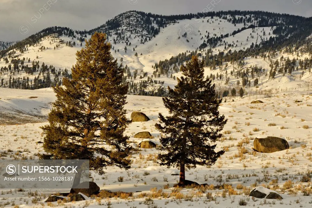 Blacktail Deer Plateau with pines and glacial erratics, Yellowstone NP, Wyoming, USA