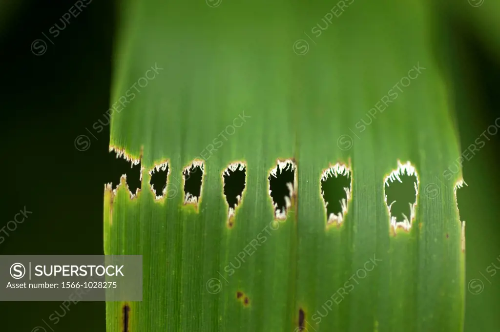 Holes on bamboo leaf. Image taken at Kampung Satau, Singai, Sarawak, Malaysia.
