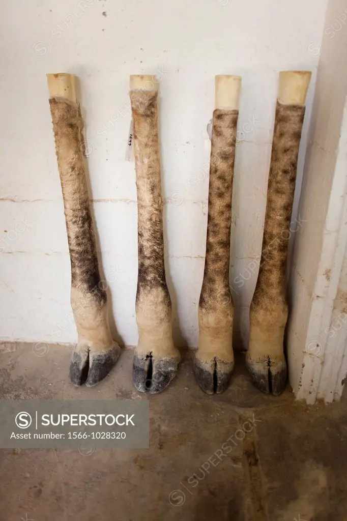 taxidermy  Hunters from US and Germany shoot wildlife and stuff it as a trophy in a taxidermy workshop in Namibia