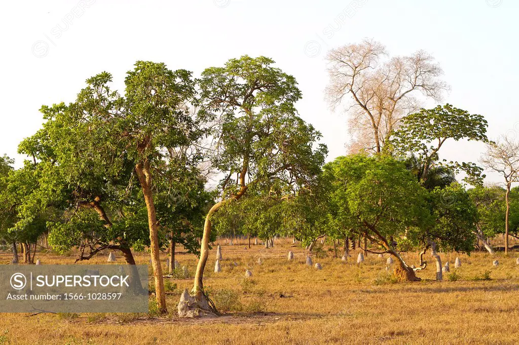 Brazil, Mato Grosso, Pantanal area, Landscape in a fazenda.