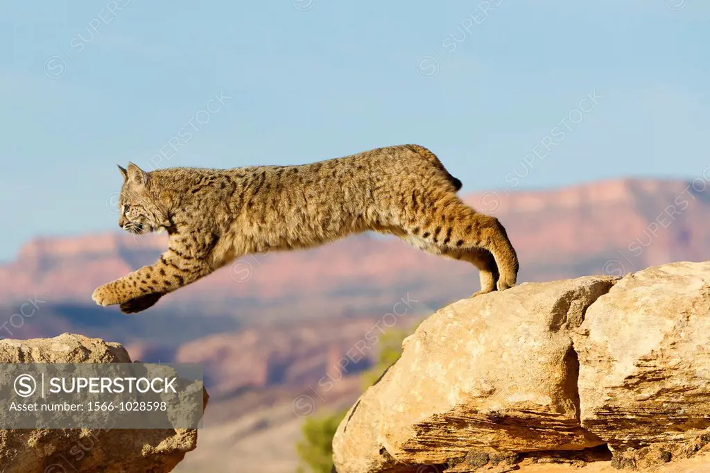 United Sates , Utah , Bobcat  Lynx rufus.