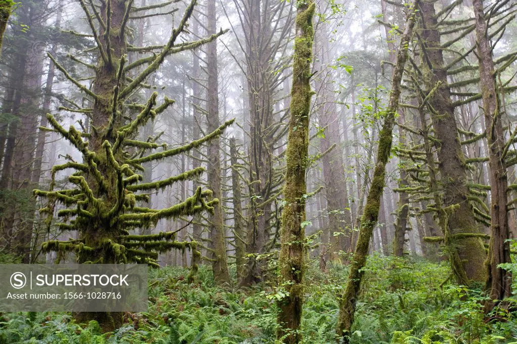 Fog is a back drop in a Redwood forest