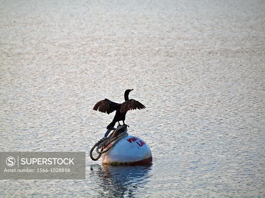 A cormorant spreads its wings and is perched on a mooring buoy in Lagoon Pond, an Atlantic Ocean inlet at Martha´s Vineyard, Massachusetts