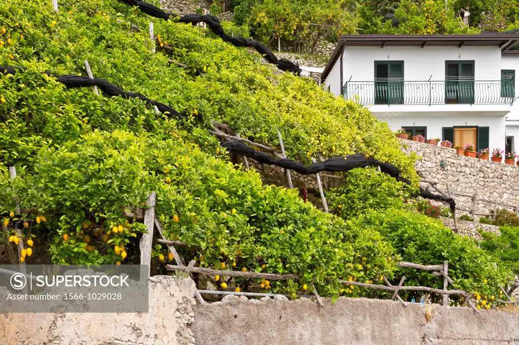 Lemon orchards on the terraced hills along the Amalfi coast, Italy
