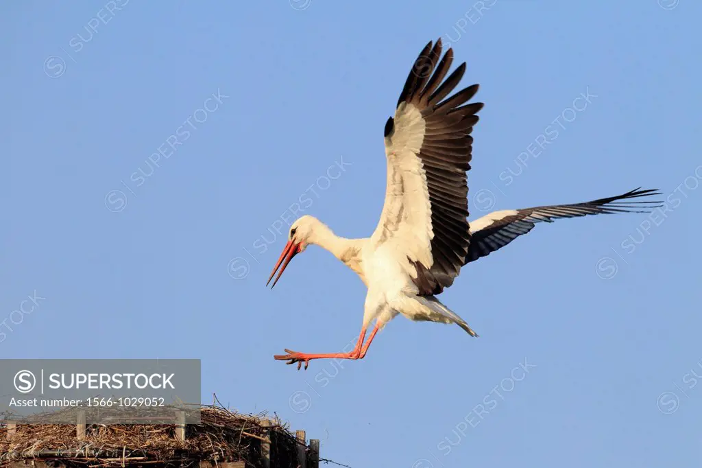 White Stork, Stork, Ciconia ciconia, Switzerland