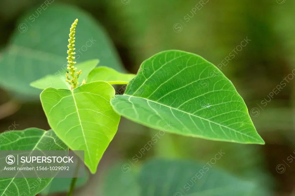 Green leaves. Image taken at Kampung Satau, Singai, Sarawak, Malaysia.
