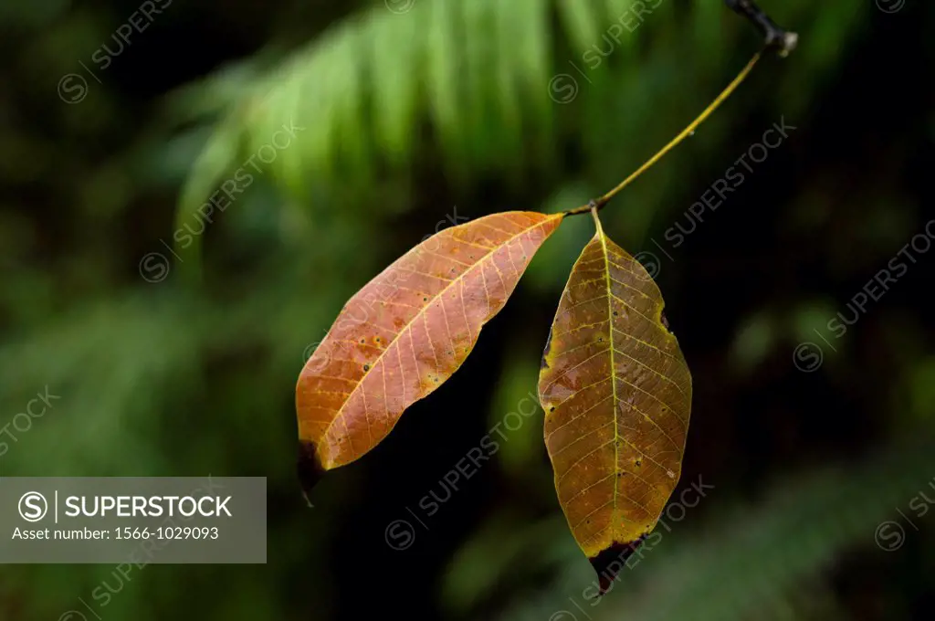 Dried leaves. Image taken at Kampung Satau, Singai, Sarawak, Malaysia.