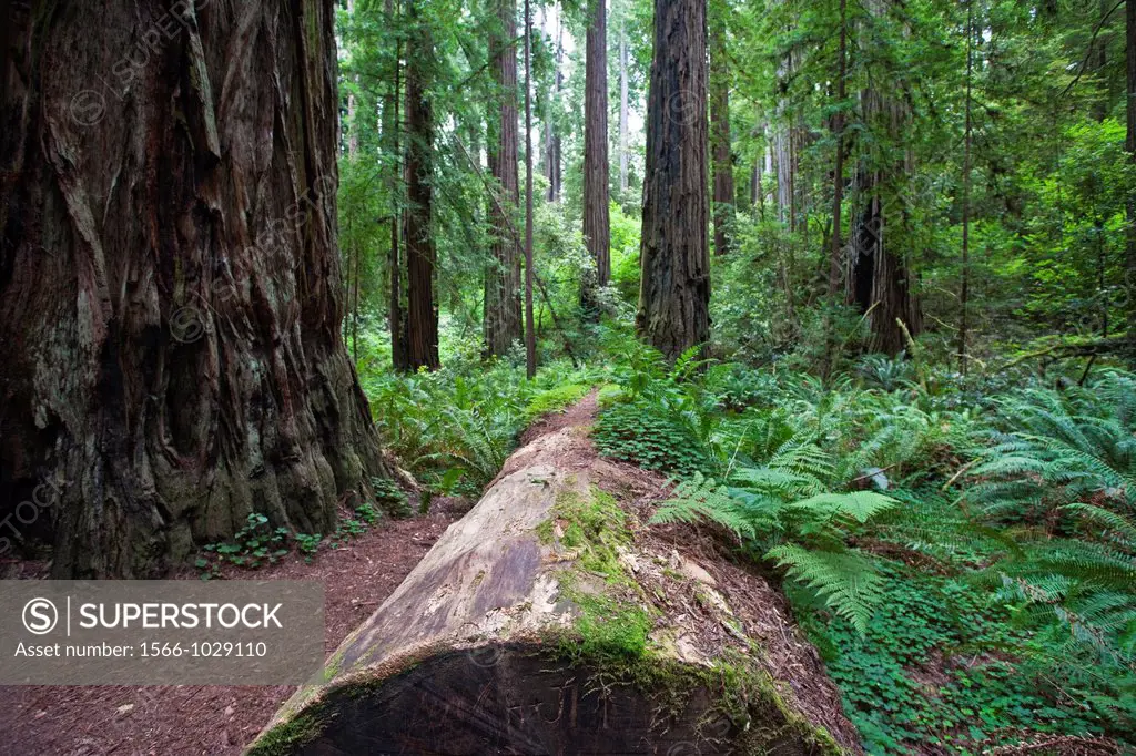 Large fallen redwood tree trunk leads into the image