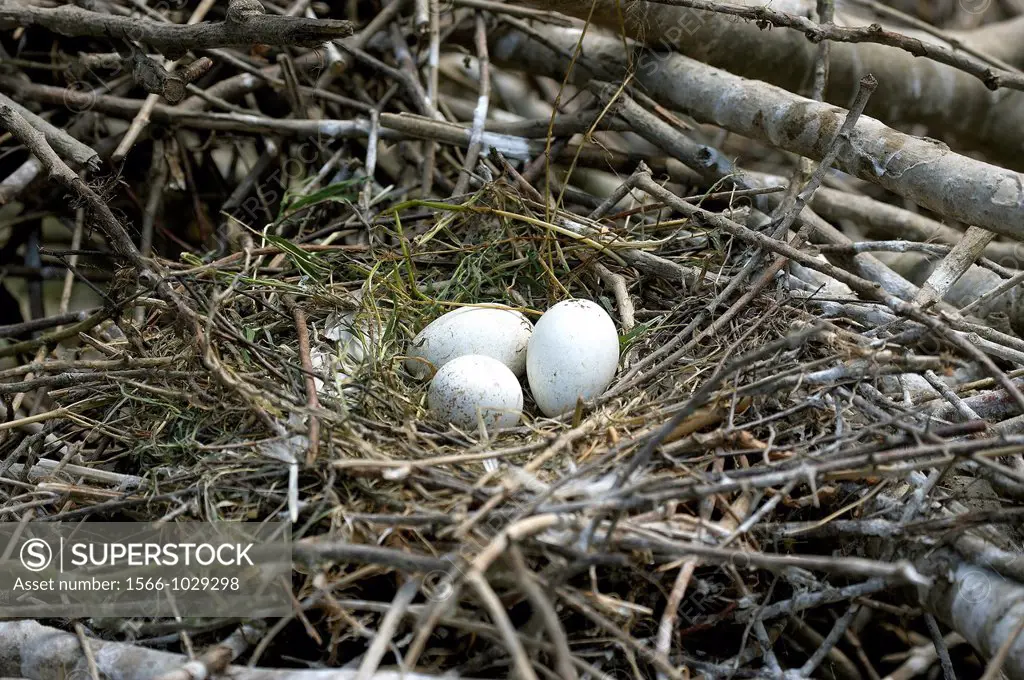 White Spoonbill, platalea leucorodia, 3 Eggs on Nest